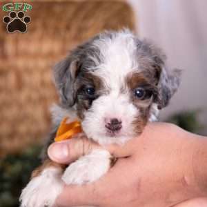 Kricket, Mini Bernedoodle Puppy